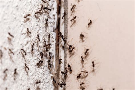 家中出現大量螞蟻 太陽金經